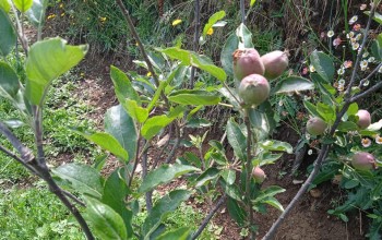 सतबाँझमा फेरी फल्न थाल्यो स्याउ 